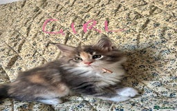 Maine Coon cats for sale: Full Maine Coon Kittens - Image 12