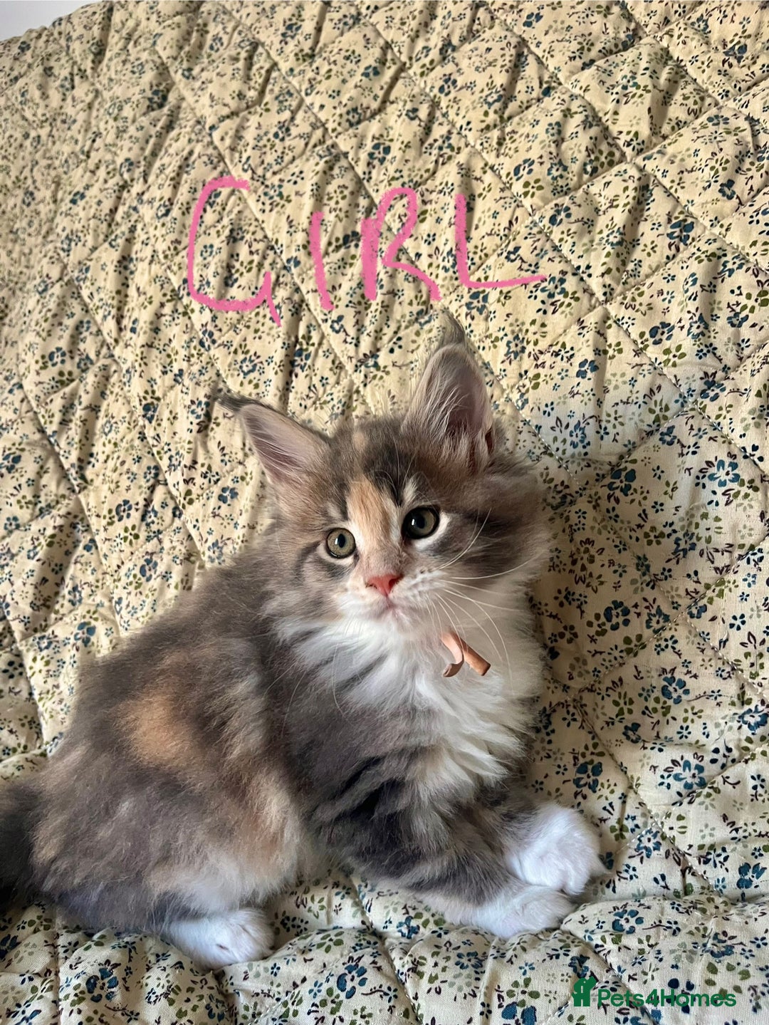 Maine Coon cats for sale: Full Maine Coon Kittens - Image 12