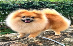 Pomeranian dogs for sale: Beautiful Pomeranian Grill - Image 1