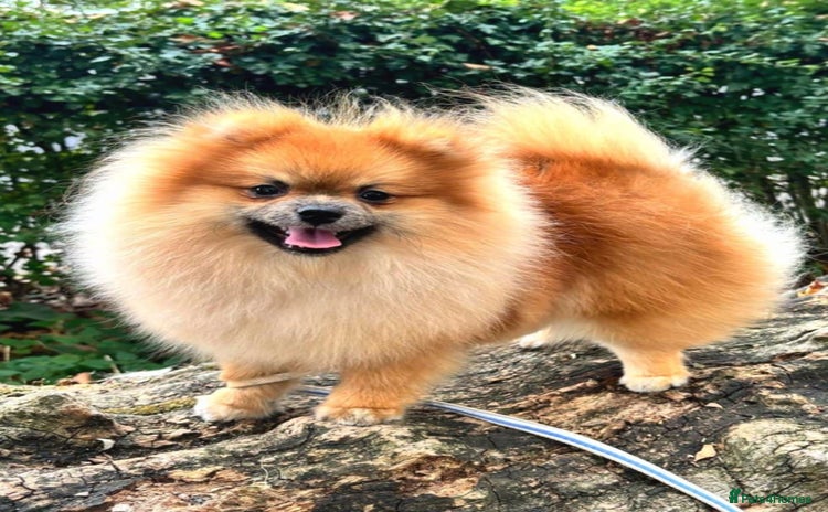 Pomeranian dogs - Advert 2