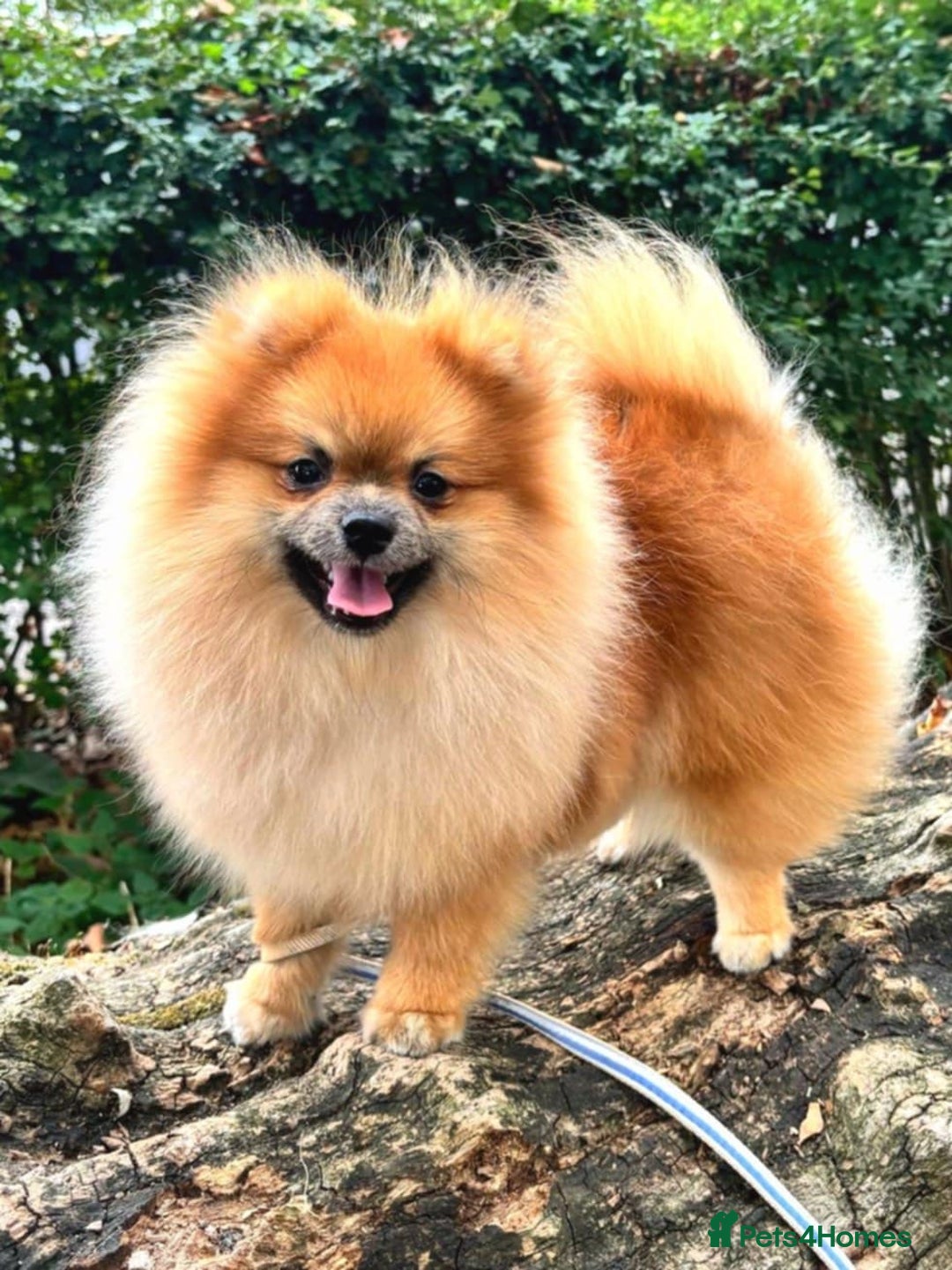 Pomeranian dogs for sale: Beautiful Pomeranian Grill - Image 1