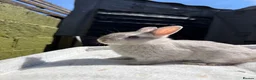 Netherland Dwarf rabbits for sale: Outstanding type and super Friendly  - Advert 4