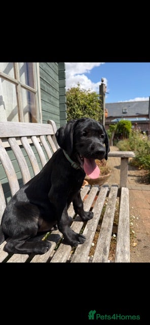 Labrador Retriever dogs Stunning KC reg pups from working parents - Advert 2