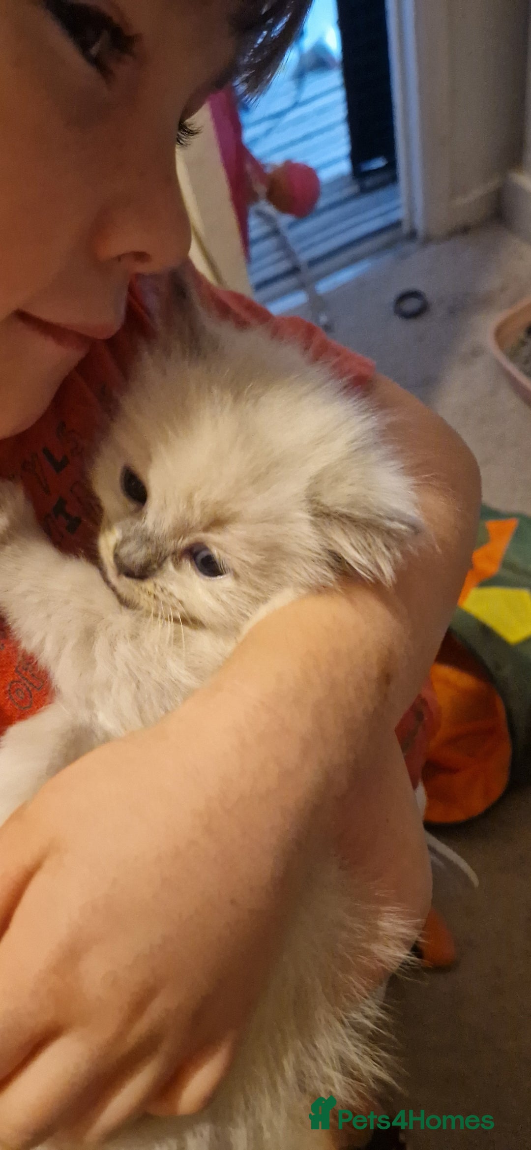 Ragdoll cats for sale: Gorgeous Ragdoll Kittens  - Image 16