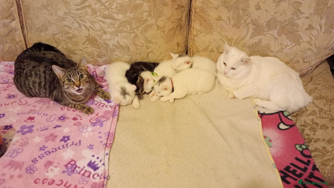 Ragdoll cats for sale: Turkish Angora / Shorthair cross - Image 8