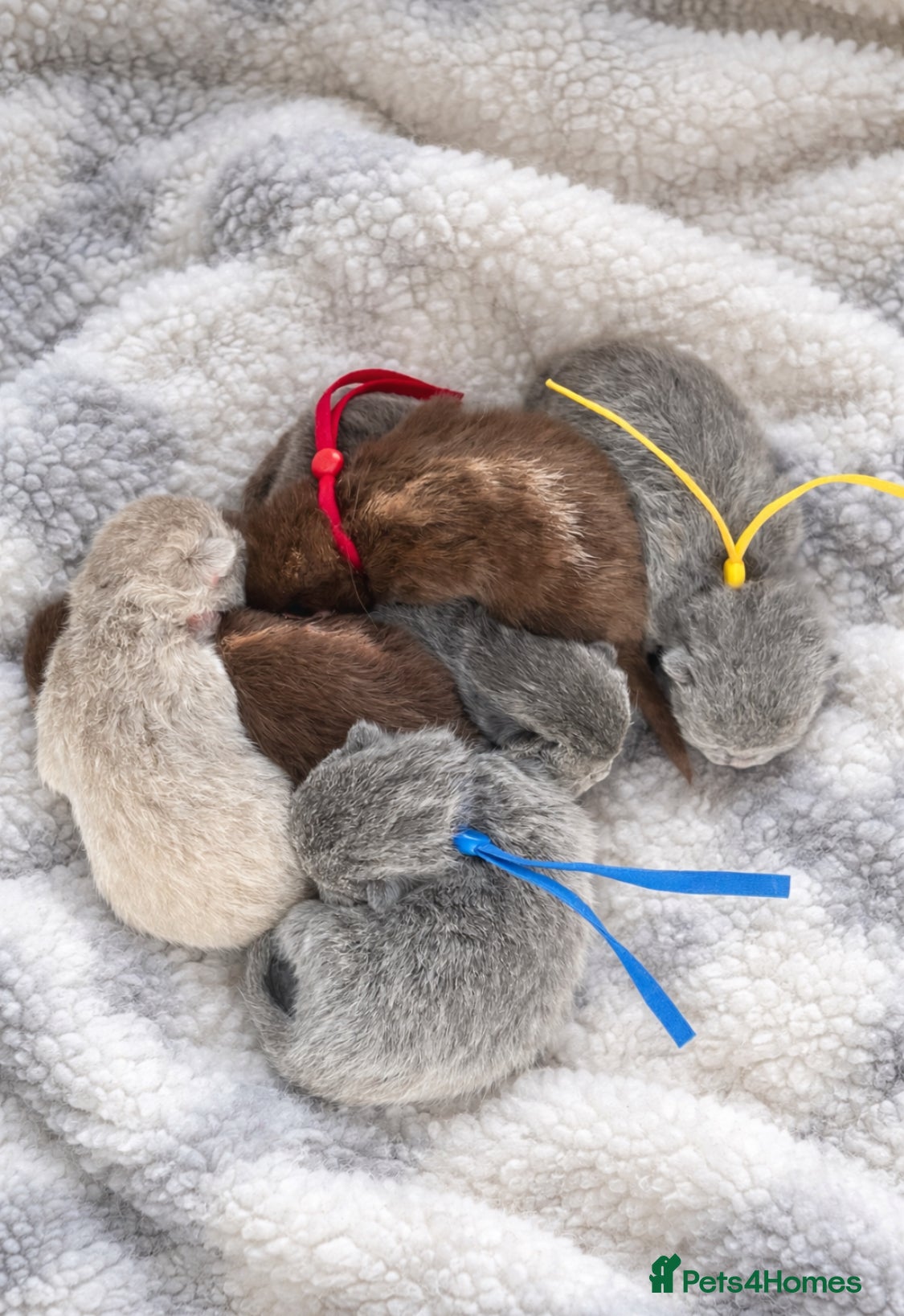 British Shorthair cats 🔥 GCCF KITTENS CHOCOLATE BLUE LILAC CHAMPION  - Advert 1