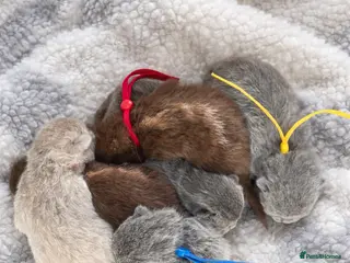 British Shorthair cats 🔥 GCCF KITTENS CHOCOLATE BLUE LILAC CHAMPION - Advert 1