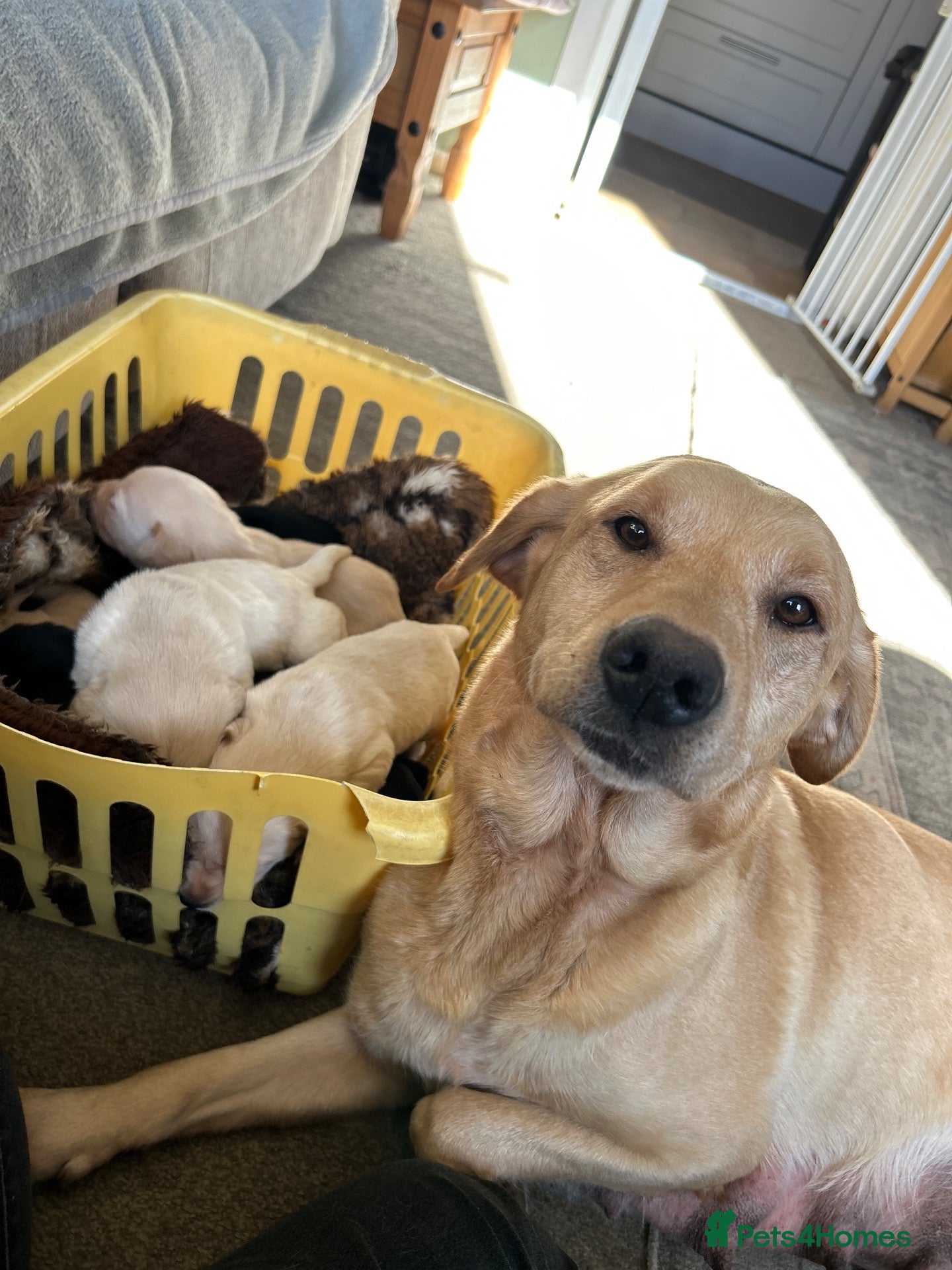 Labrador Retriever dogs KC registered Labrador pups - Advert 18