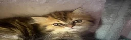 Persian cats for sale: Golden Chinchilla Female Persian kittens - Advert 1