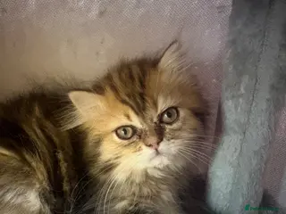 Persian cats Golden Chinchilla Female Persian kittens - Advert 2