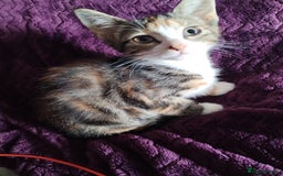 Mixed Breed cats for sale: 15 week old kittens looking for forever home  - Image 3