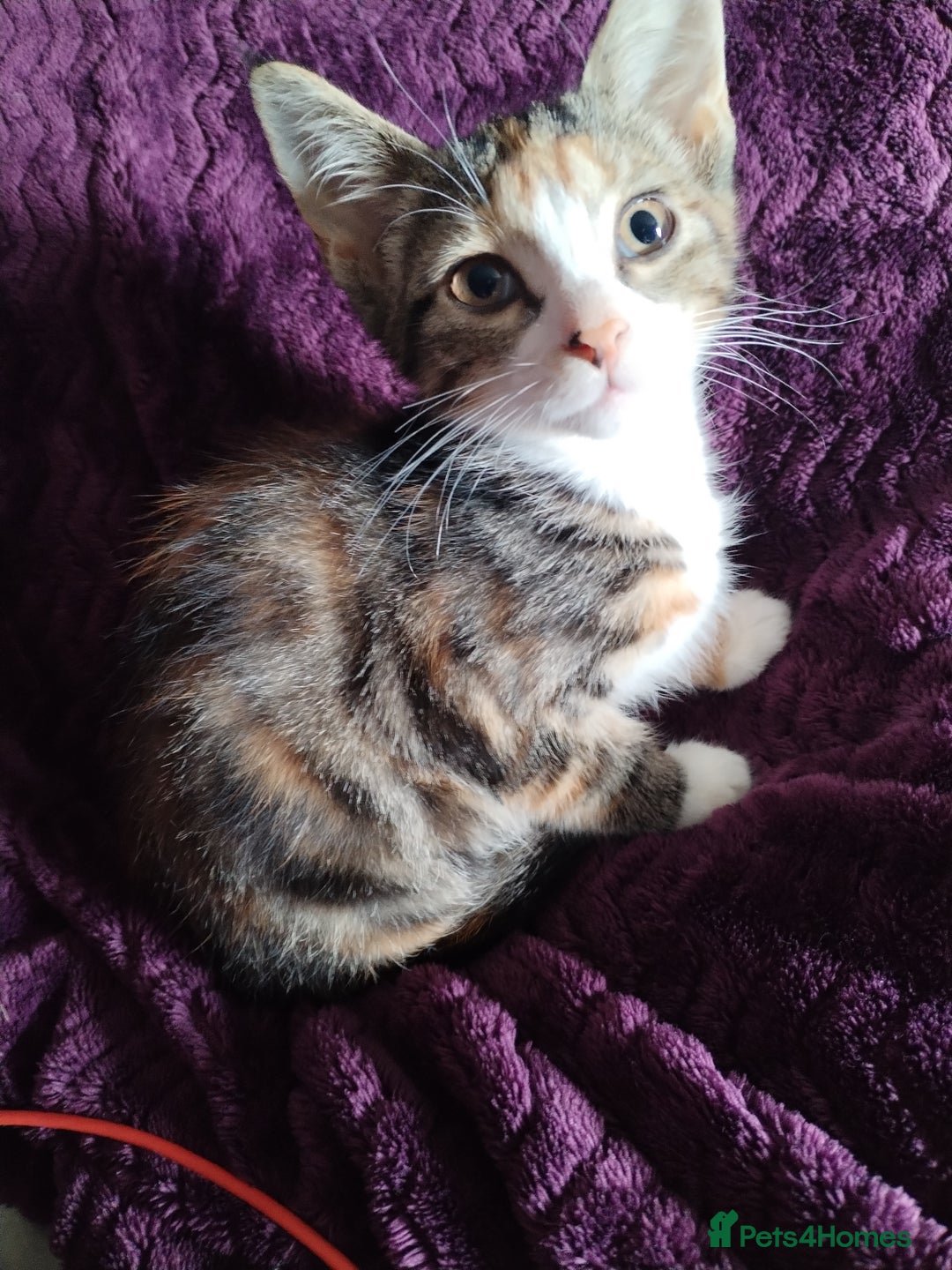 Mixed Breed cats for sale: 15 week old kittens looking for forever home  - Image 3