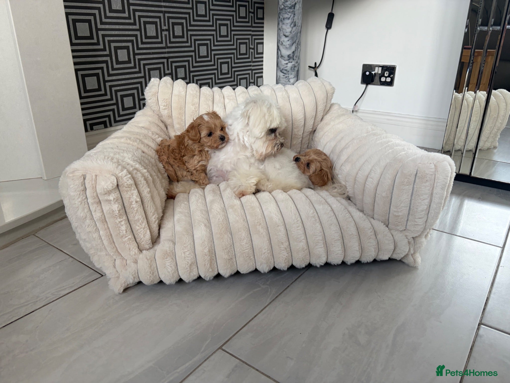 Maltipoo dogs Asian toy F1 Maltipoos - Advert 2