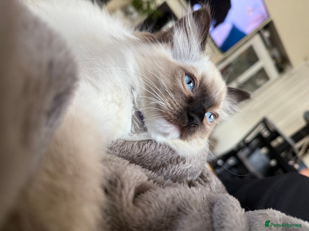 Ragdoll cats for sale: Beautiful Ragdol babies ready to leave  - Image 26