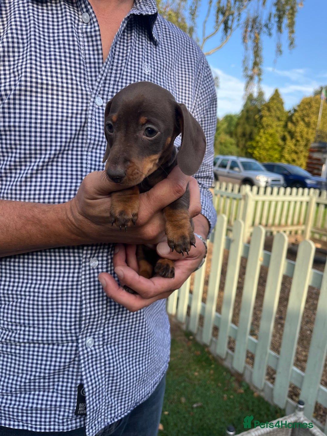 Miniature Dachshund dogs for sale: READY NOW Miniature Daschund puppies  - Image 8