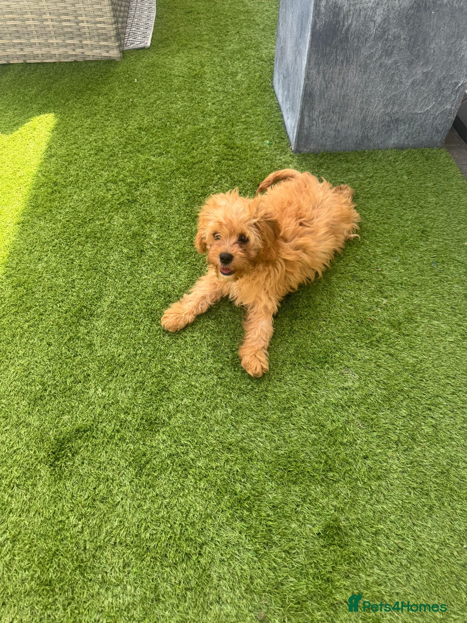 Cavapoo dogs Male f1 cavapoo fully vaccinated  - Advert 2