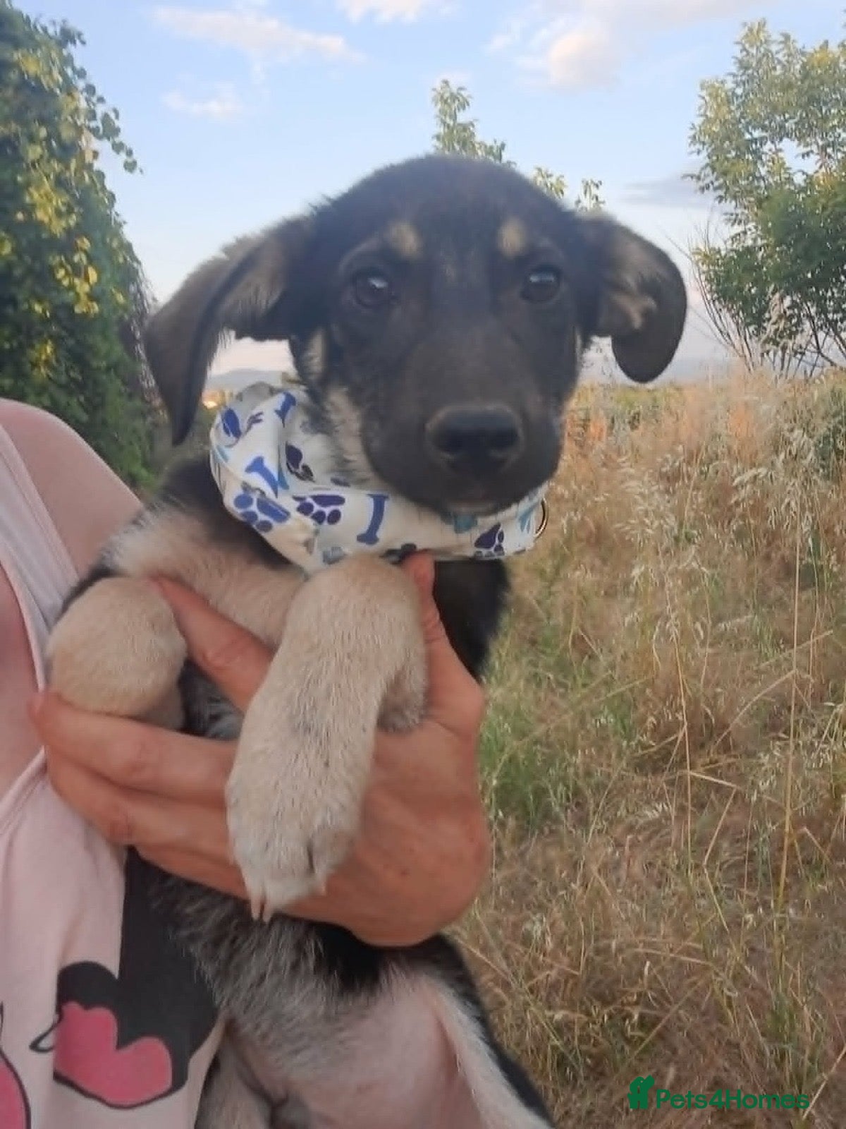 Mixed Breed dogs Sweet ‘Beans’ is looking for a family 🫘🤎 - Advert 1
