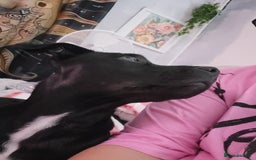 Mixed Breed dogs for sale: Beau Labrastaff - Image 5