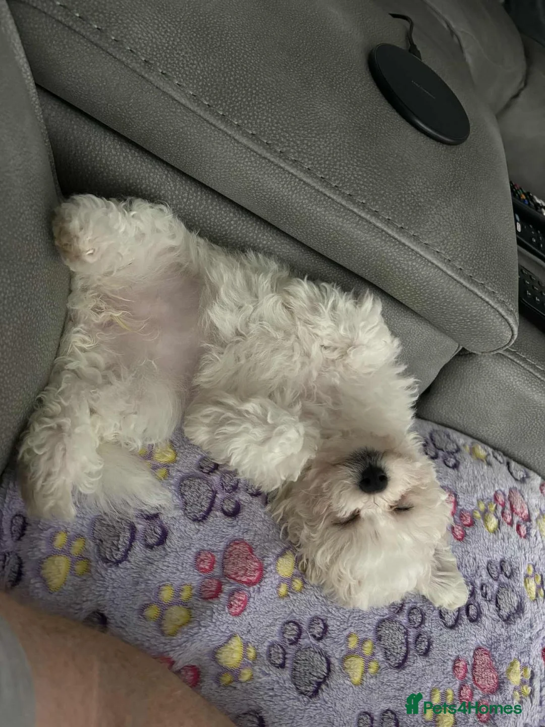 Bichon Frise dogs for sale: Bichon frise - Advert 18