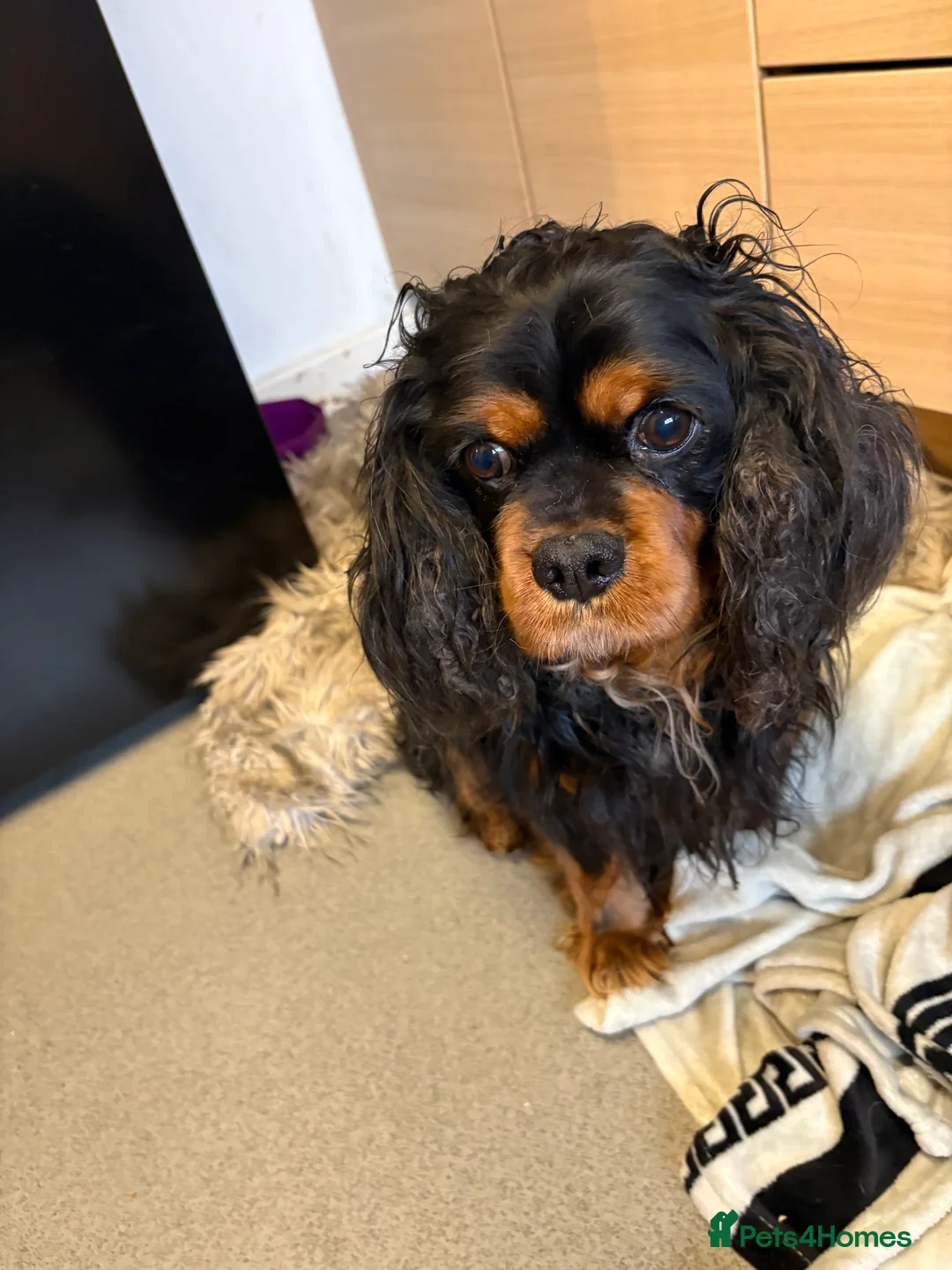 Mixed Breed dogs for sale: Cavapoo Puppies  - Advert 22