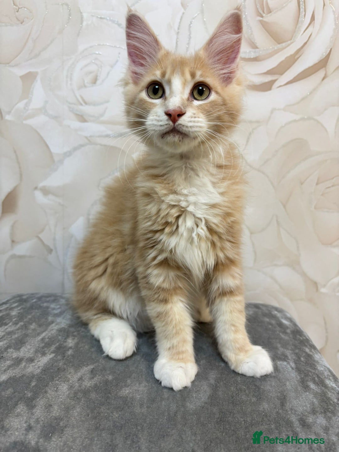 Mixed Breed cats for sale: Pedigree Maine coon X Pedigree ragdoll kittens   - Advert 6