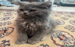 Persian cats for sale: Grey Persian Kittens  - Image 6