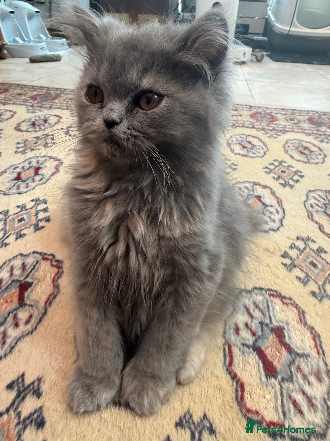 Persian cats for sale: Grey Persian Kittens  - Image 6