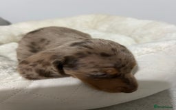 Miniature Dachshund dogs for sale: Multi coloured litter - Image 20