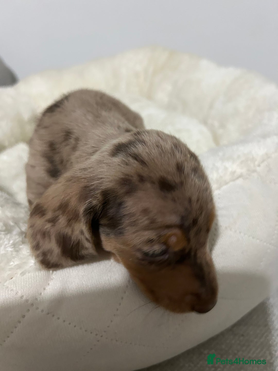 Miniature Dachshund dogs for sale: Multi coloured litter - Image 20