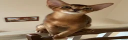 Abyssinian cats for sale: TICA 5* pedigree Abyssinian Kittens  - Advert 3