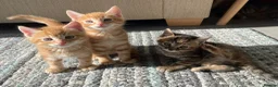Mixed Breed cats for sale: 3 mixed breed kittens. 2 male, 1 female  - Advert 19