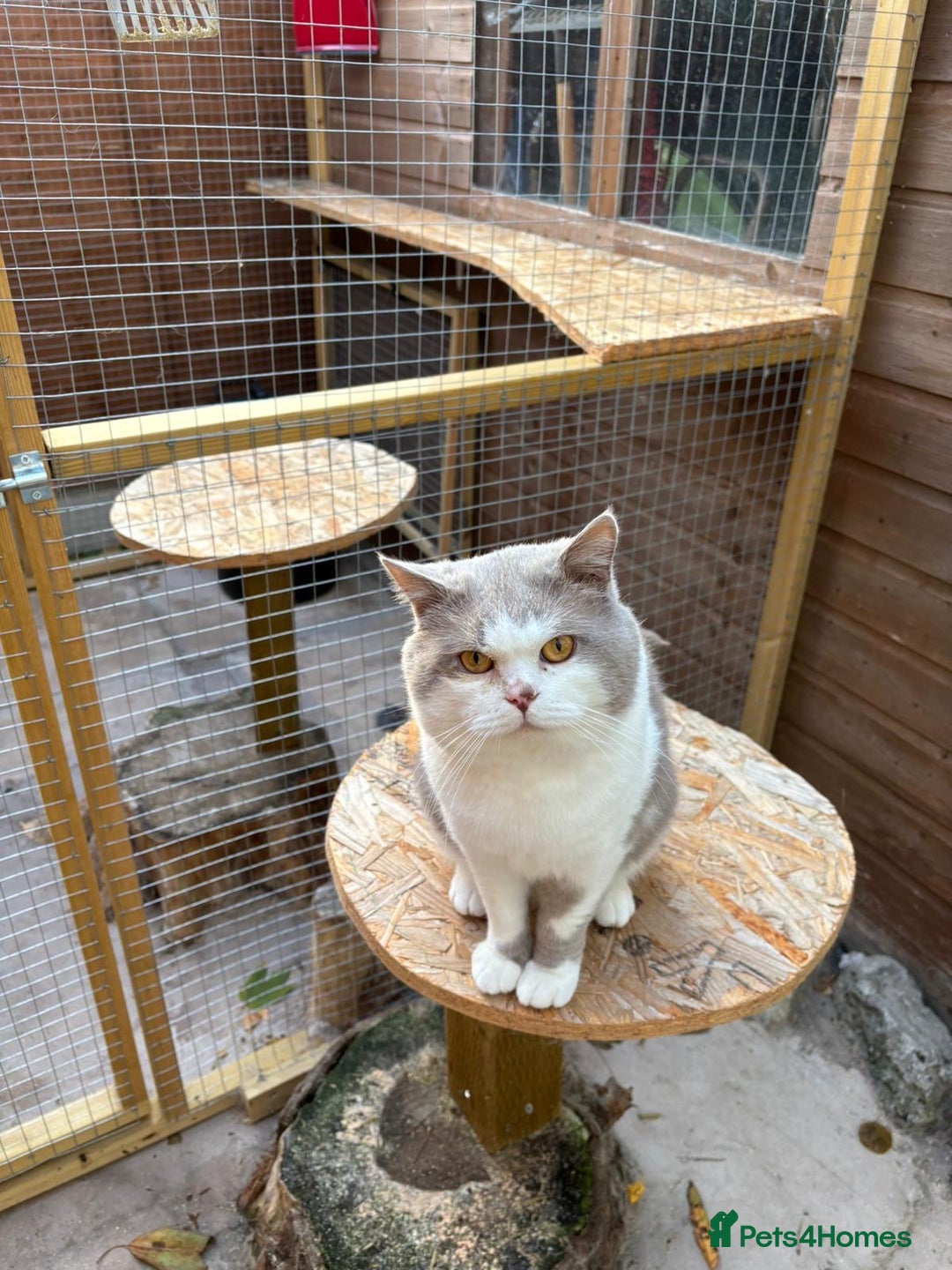 British Shorthair cats for stud: STUD BRITISH SHORTHAIRS - Advert 7