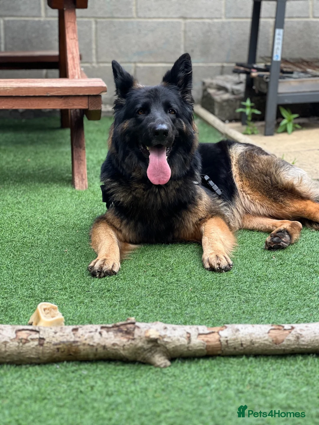 German Shepherd dogs for stud: Brenda 🇩🇪 in Leeds - Advert 1
