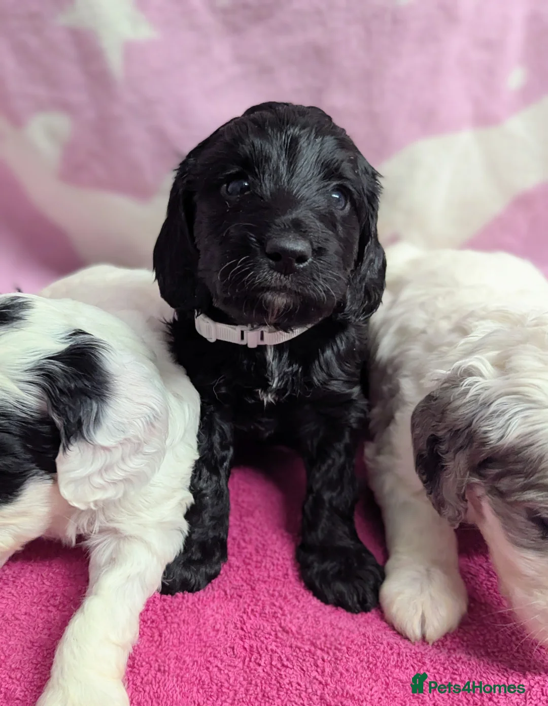 Cockapoo dogs for sale: Merle and Parti fully DNA health tested cockapoos  - Advert 15