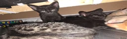 Mixed Breed cats for sale: Last Kitten in litter - Advert 2