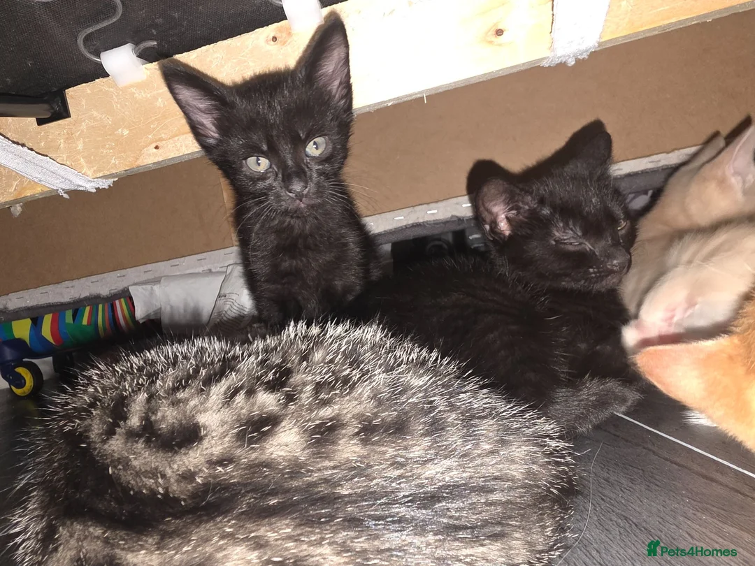 Mixed Breed cats for sale: Last Kitten in litter - Advert 2