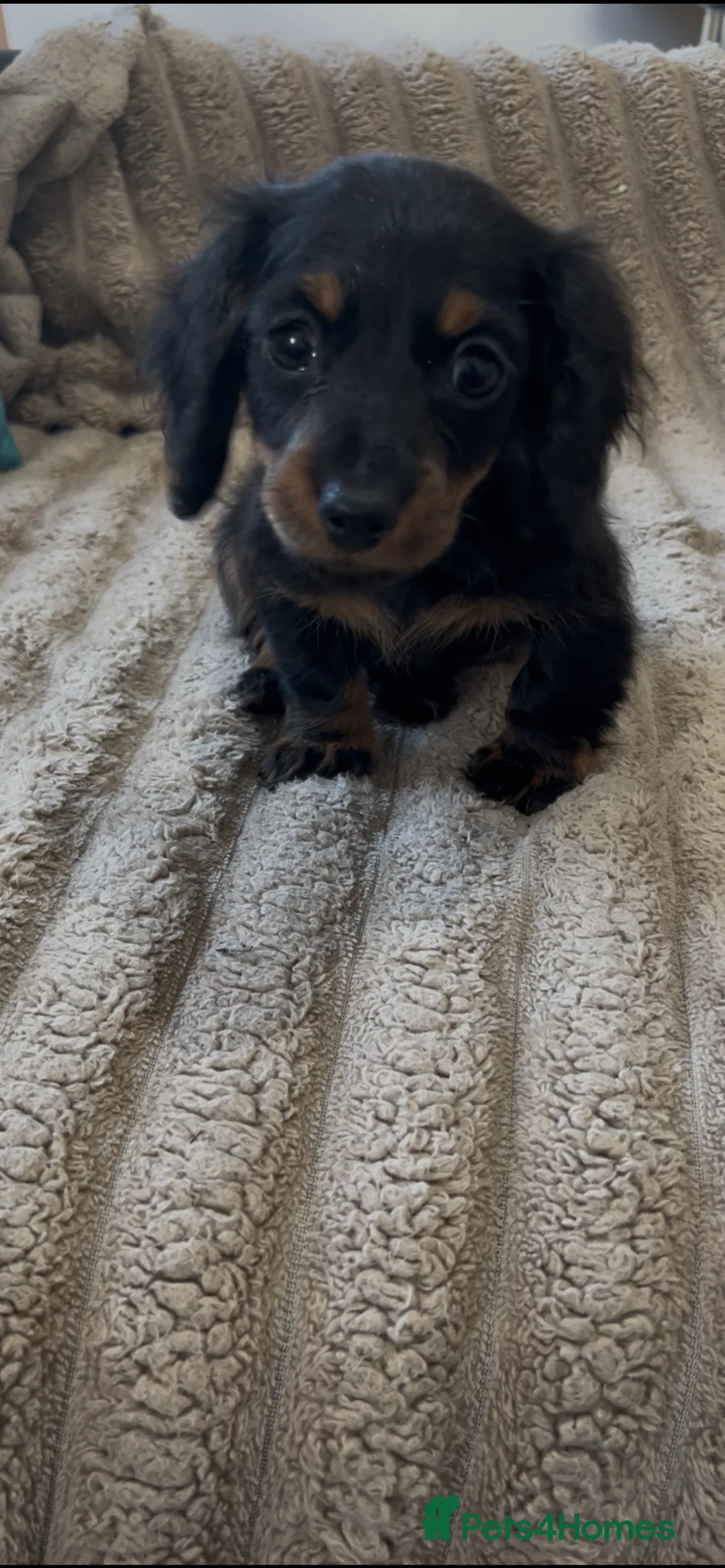 Miniature Dachshund dogs for sale: 2 beautiful pups  - Advert 1