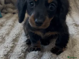Miniature Dachshund dogs 2 beautiful pups - Advert 14