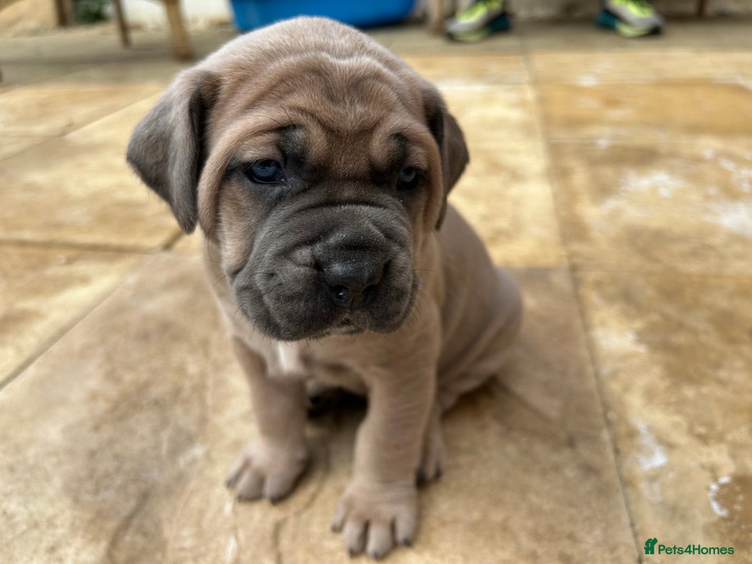 Mastiff dogs for sale: Mastiffs pups in Bury Saint Edmunds - Image 16