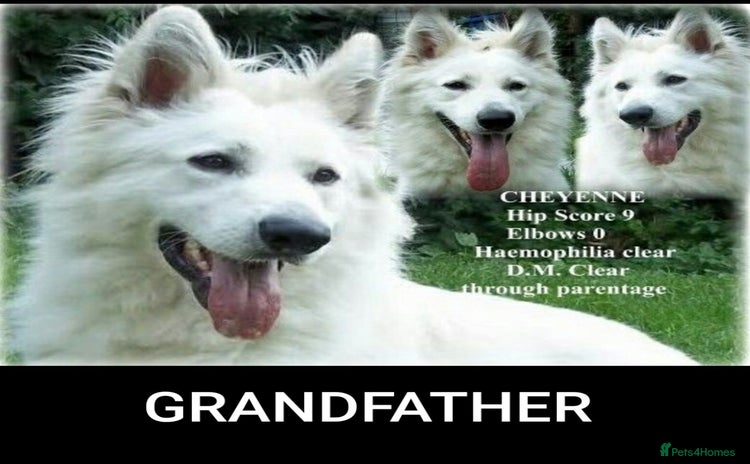 German Shepherd dogs Stunning White German Shepherds   - Advert 4