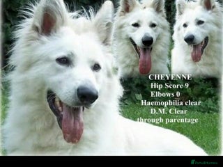 German Shepherd dogs Stunning White German Shepherds - Advert 6