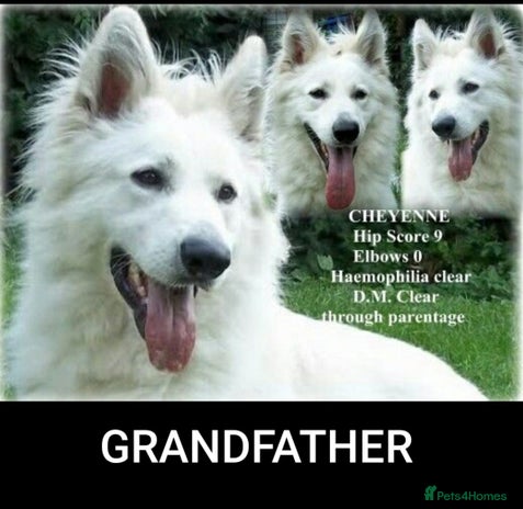 German Shepherd dogs Stunning White German Shepherds - Advert 2