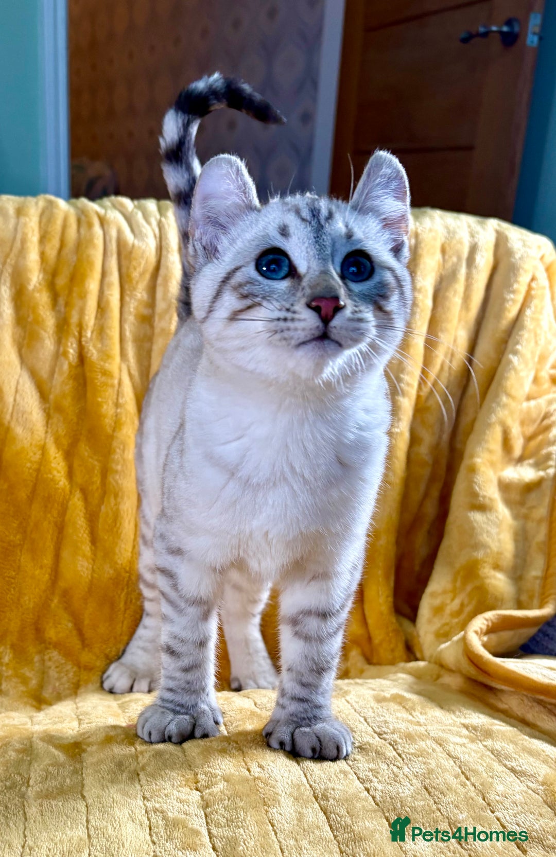 Keetso cats for sale: Superb polydactyl curled eared girl - Advert 10