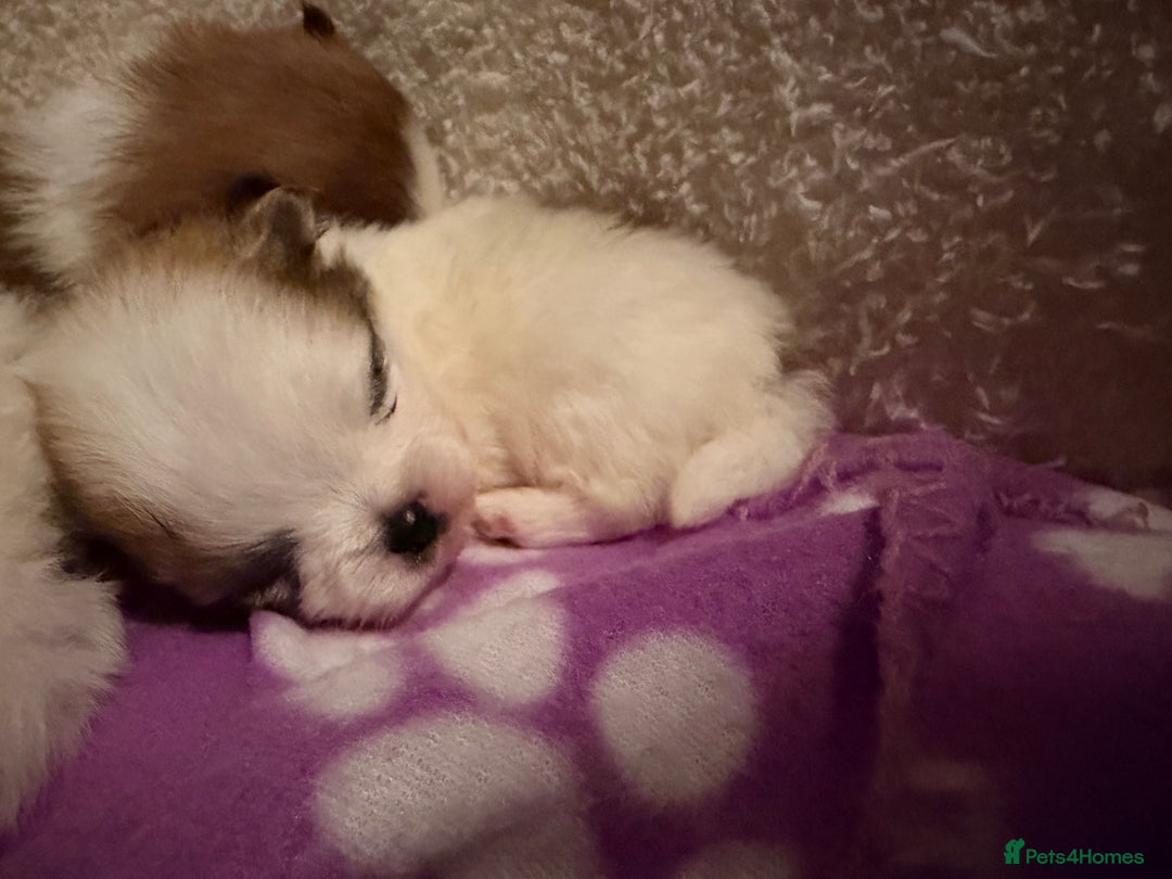 Pomeranian dogs for sale: XS Pomeranians  - Image 1