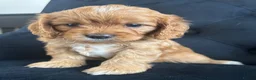 Cavapoo dogs for sale: Stunning F1 Cavapoo health tested parents  - Advert 7