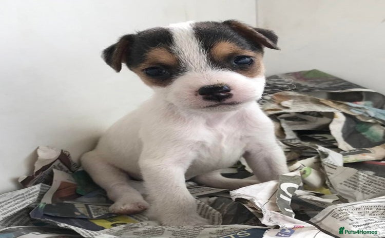 Jack Russell dogs - Advert 8