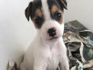 Jack Russell dogs - Advert 3