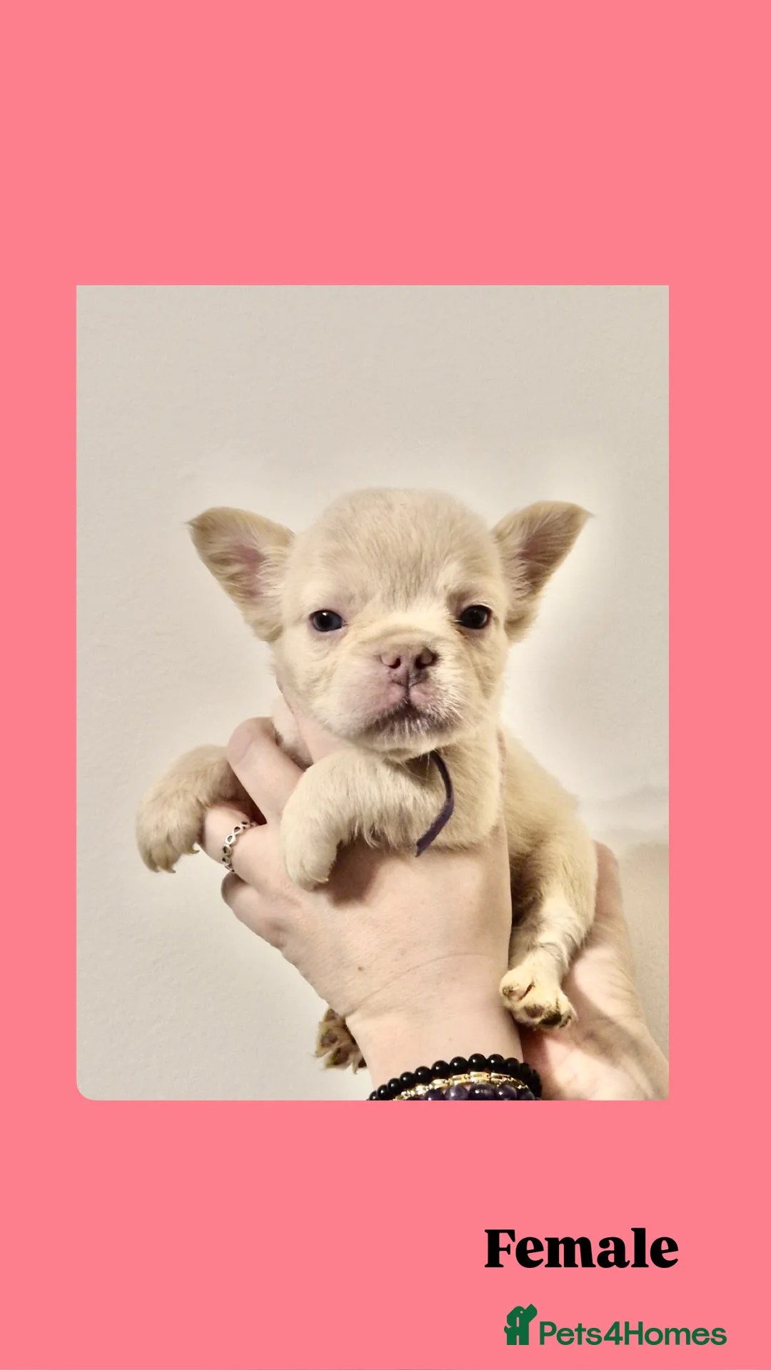 French Bulldog dogs for sale: French Bulldog Fluffy  - Advert 8