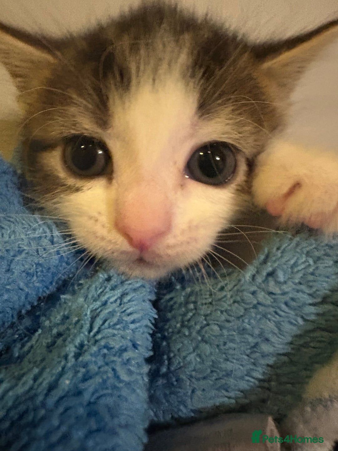 Mixed Breed cats for sale: Kittens ready now  - Image 3