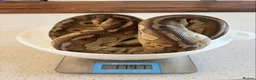 Python Snake reptiles for sale: CB14 female cinnamon pastel butter ball python in Westbury - Advert 4